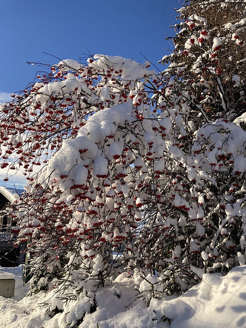 Sorbier sous la neige, route du coin