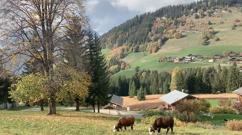 Les vaches autour des Chalets d'Heidi